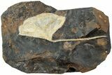 Fossil Ginkgo Leaf From North Dakota - Paleocene #232003-1